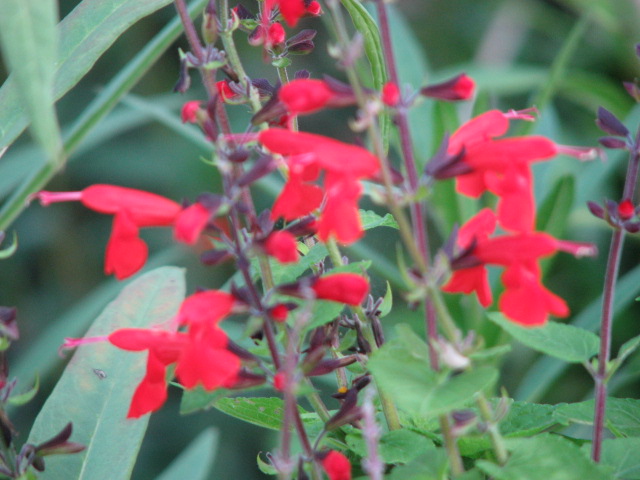 Salvia coccinea