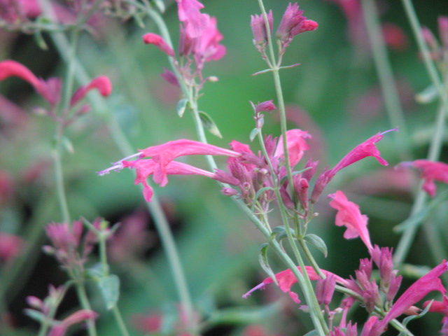 Agastache cana