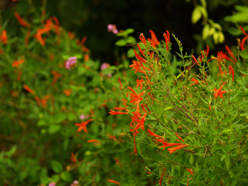 Anisacanthus quadrifidus