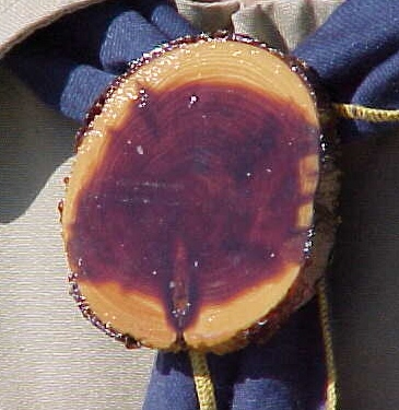Cross Section of Branch